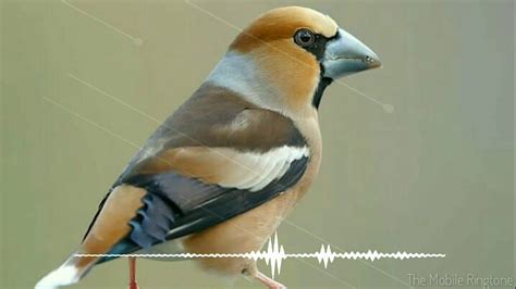 All music sound effects logos & idents. Bird Chirping | Koyal Sound Effect _ by the mobile ...