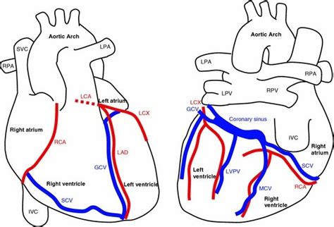 Iv = internal jugular vein. Anatomy of the heart and major coronary vessels in anterior (left) and... | Download Scientific ...