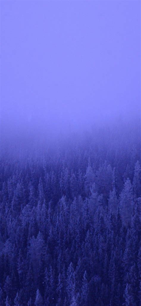 1125x2436 A Foggy Forest Blue Trees 5k Iphone Xsiphone 10iphone X Hd