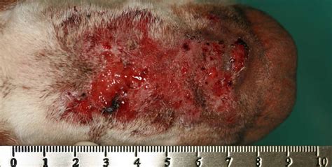 Staphylococcal Pyoderma The Skin Vet