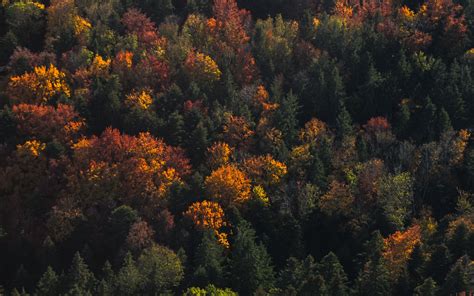 Download Wallpaper 2560x1600 Forest Aerial View Trees Autumn Nature