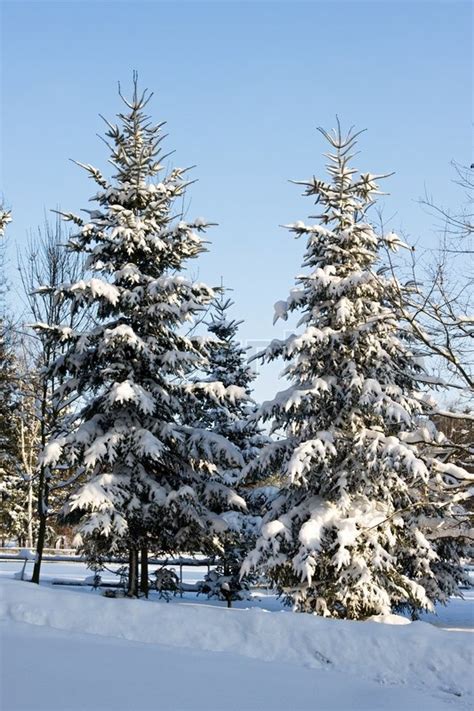 Winter Snow Covered Spruce Trees Stock Image Colourbox
