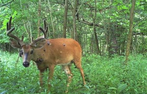 Whitetail Deer Fibroma Deer Warts Wildlife Management Pro