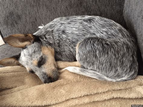 Are Blue Heelers Cuddly