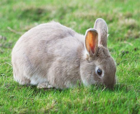 A number of animals can eat oranges. KS1 Living Things | Food Chains and Sources