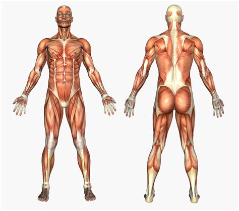 Cuántos músculos tiene el cuerpo humano Explora Univision