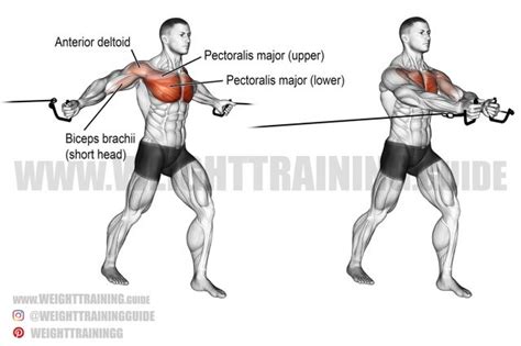 Standing Cable Fly Exercise Instructions And Video Weight Training