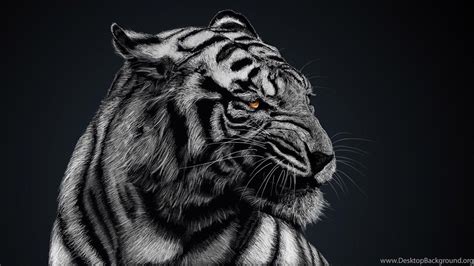 Black Tiger Wallpapers Top Free Black Tiger Backgrounds Wallpaperaccess