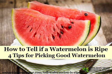 If a watermelon is ripe and right to eat, they will make a thump sound when you tap the watermelon. How to Tell Watermelon is Ripe - 4 Tips for Picking Good ...