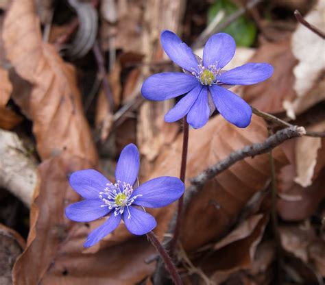 Hd Wallpaper Nature Flowers Hepatica Blue Flowering Plant Purple