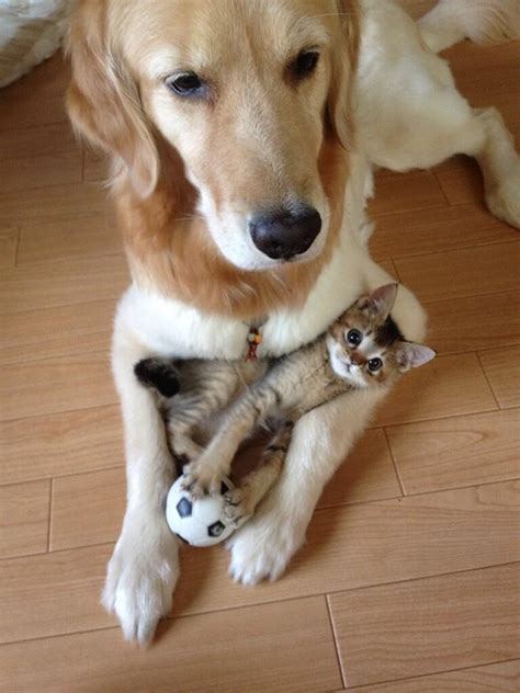Pics Proving That Cats And Dogs Can Be Best Awesome Picz