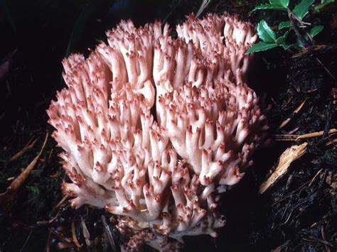 Ramaria Botrytis Clusterd Coral ~ Edible Stuffed Mushrooms