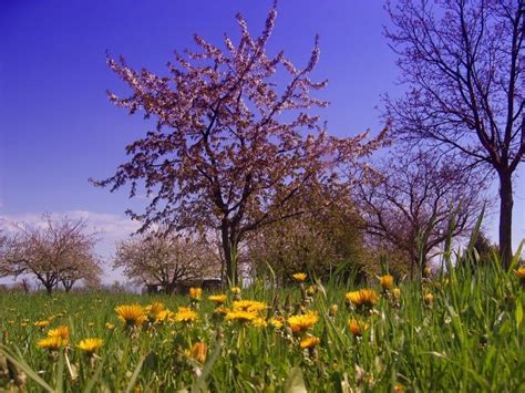 Fay3 صور لـ شجرة زهر مرج نجيل الهندباء إزهار ربيع