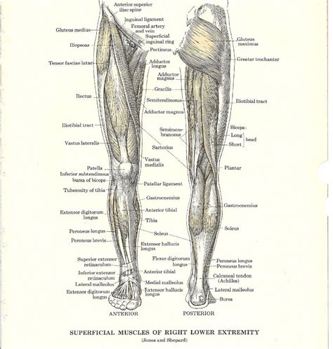 Leg Muscle Diagram Leg Muscle Anatomy Chart Human Ana Vrogue Co