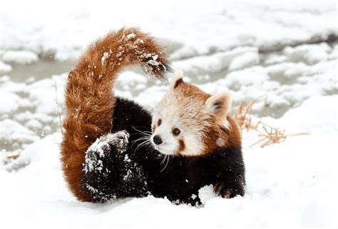 12 Baby Animals Who Are Excited For Winter