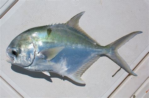 Blackblotch Pompano Mexico Fish Marine Life Birds And Terrestrial