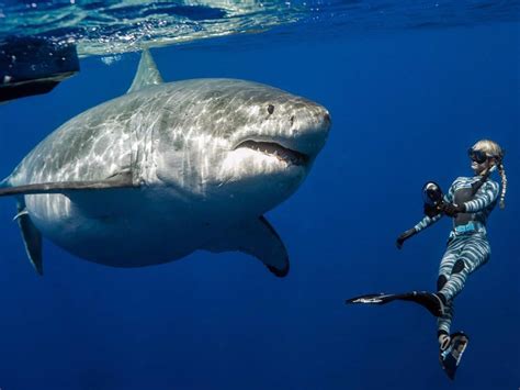This Majestic And Big Great White Shark Is Named Deep Blue She Is Believed To Be The Biggest