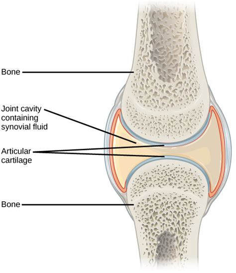 Joints And Skeletal Movement Biology
