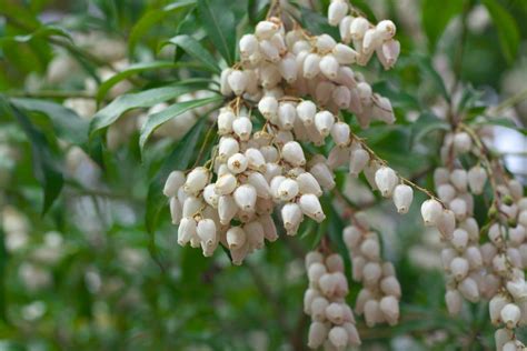 Flowering hedging is also great for wildlife and attracts pollinators such as butterflies and bees. 10 Best Shrubs With White Flowers