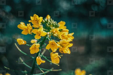 Cluster Of Yellow And Very Small Flowers Of A Wild Plant Stock Photo