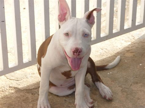 Oh My Gosh So Cute Red Nose Pit White Pitbull Pitbulls Pitbull Dog