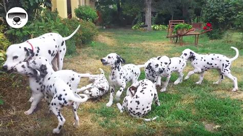 101 Dalmatians In Real Life Bathing For The Very First Time Youtube