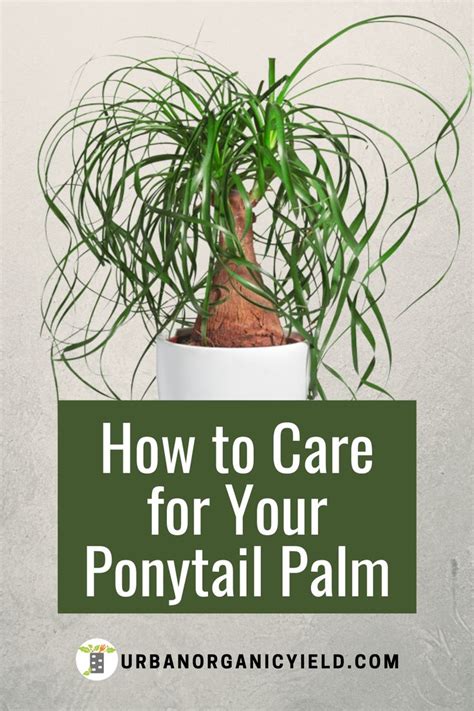 How To Care For A Ponytail Palm Plant Jodie Ely