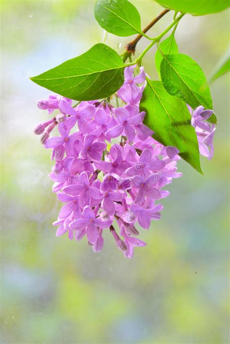 Lilac Violet Flowers Stock Photo Image Of Head Balmy 53945202