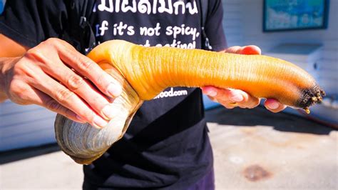 eating a giant geoduck in washington exotic seafood