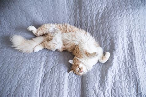 Cats Sleeping On Back Meaning Of The Cat On Back Posture Explained