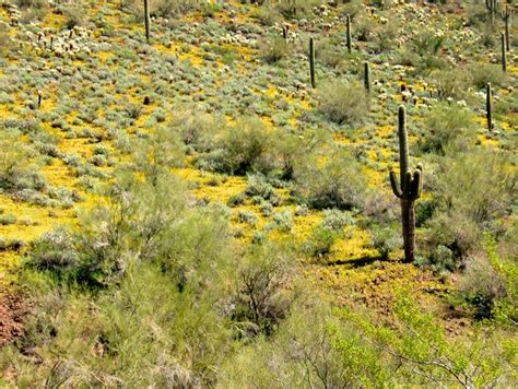 Best Places To See Arizonas Wildflowers