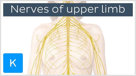 Main Nerves Of The Upper Extremity Preview Human Anatomy Kenhub