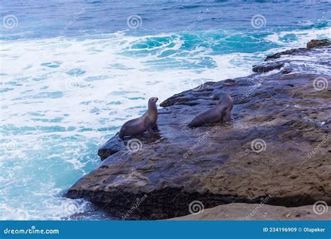 Two Seals On The Rocks Near The Pacific Ocean Stock Image Image Of