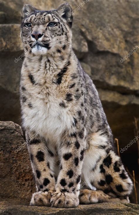 Snow Leopard — Stock Photo © Kwiktor 7857287