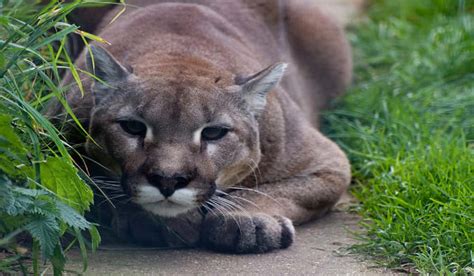 Michigan Dnr Confirms Presence Of Cougar In Ontonagon County Outdoorhub