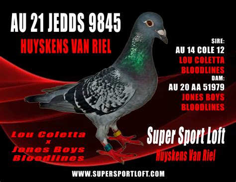 iPigeon.com - Racing Pigeon Auction