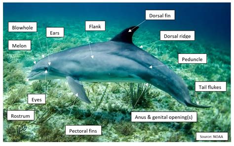 Anatomy Of A Dolphin Reproductive Peepsburghcom