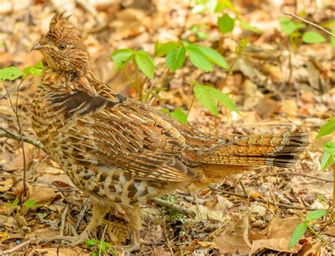 Ruffed Grouse