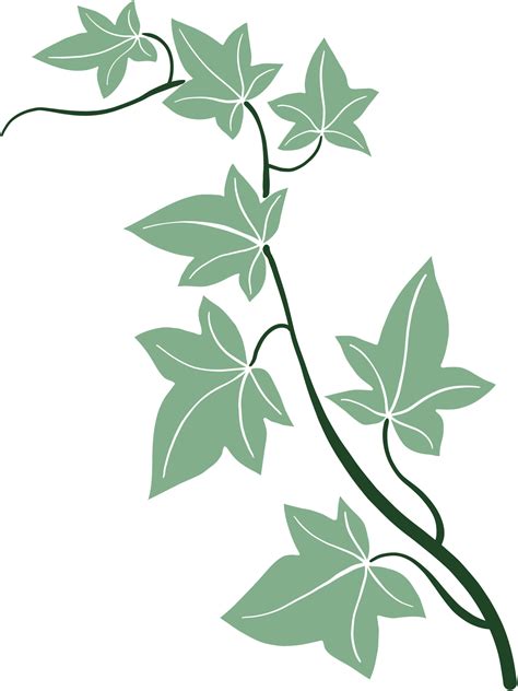 Ivy Vine Illustration 24382964 Png