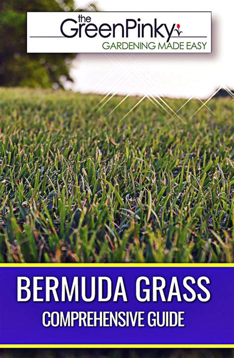 Bermuda Grass Guide Tips That Work