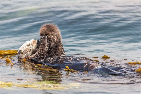 A Newborn Baby Sea Otter Enhydra Lutris Morro Bay A Photo On Flickriver