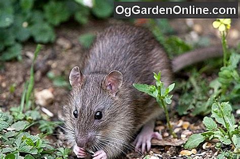 Tikus Di Tanaman Buahku 🌿 Berkebun Desain Taman Dekorasi 2023