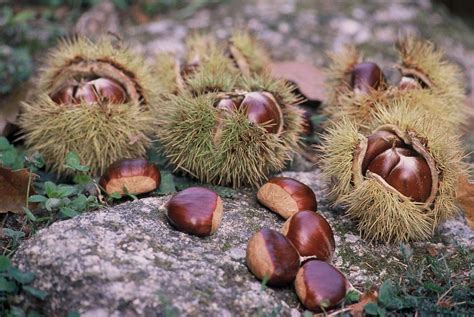 Bretagne Les Châtaignes Petits Trésors Dautomne