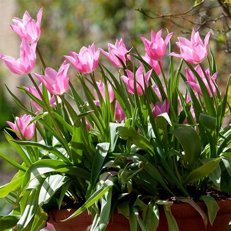 Buy Lily Flowered Tulip Bulbs Tulipa China Pink £299 Delivery By Crocus