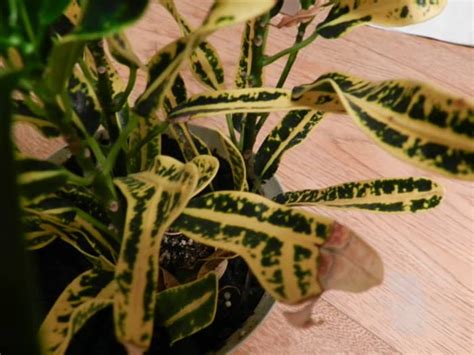 How To Care For The Croton Bush On Fire Houseplant Dengarden