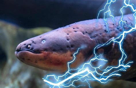 ثعبان البحر الكهربائي