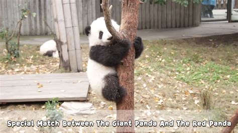 Special Match Between The Giant Panda And The Red Panda Who Is The