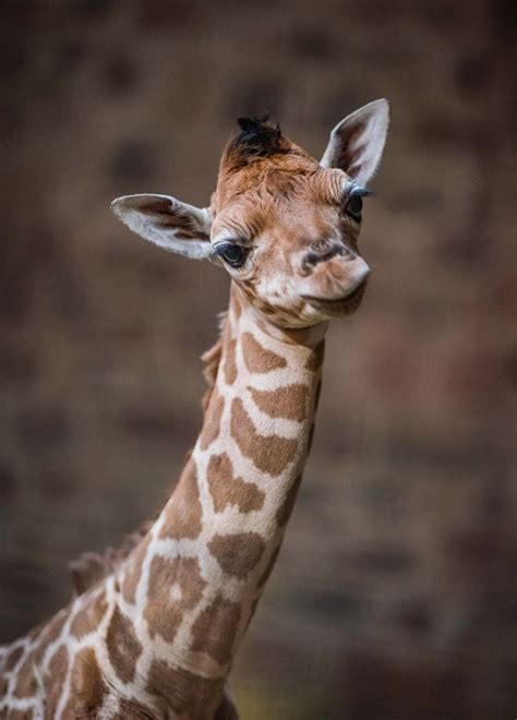 Footage Shows Rare Baby Giraffe Falling Six Feet To The Ground After