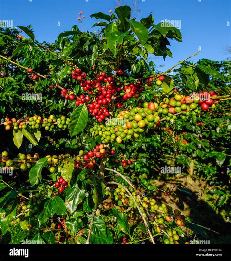 Coffee Trees And Fruits At Plantation In Sunny Day Stock Photo Alamy