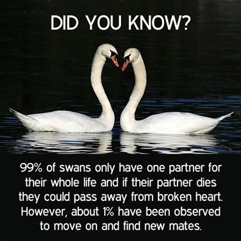 See the gallery for tag and special word swans. 99% Of Swans Only Have One Partner For Their Whole Life - ø Eminently Quotable - Quotes - Funny ...